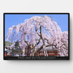 Weeping cherry tree ("Nara Ichiban-Zakura") Plaque