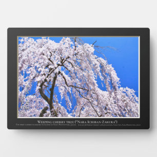 Weeping cherry tree ("Nara Ichiban-Zakura") Plaque