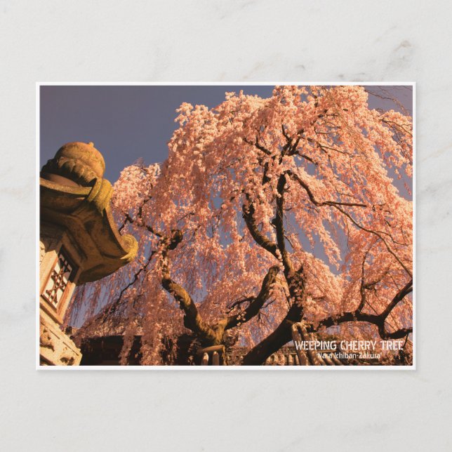 Weeping cherry tree ("Nara Ichiban-Zakura") Postcard (Front)