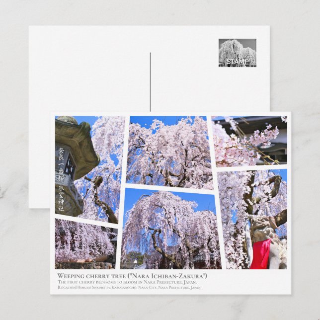 Weeping cherry tree ("Nara Ichiban-Zakura") Postcard (Front/Back)