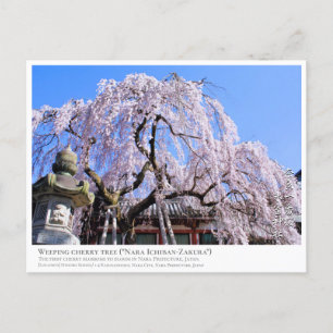 Weeping cherry tree ("Nara Ichiban-Zakura") Postcard