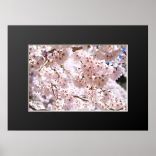 Weeping cherry tree ("Nara Ichiban-Zakura") Poster