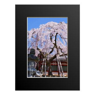 Weeping cherry tree ("Nara Ichiban-Zakura") Poster