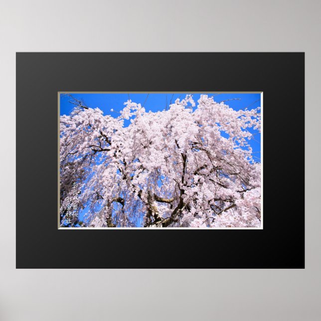 Weeping cherry tree ("Nara Ichiban-Zakura") Poster (Front)
