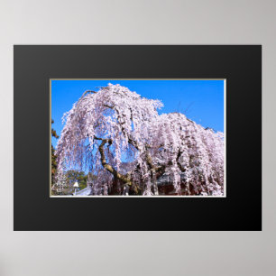 Weeping cherry tree ("Nara Ichiban-Zakura") Poster