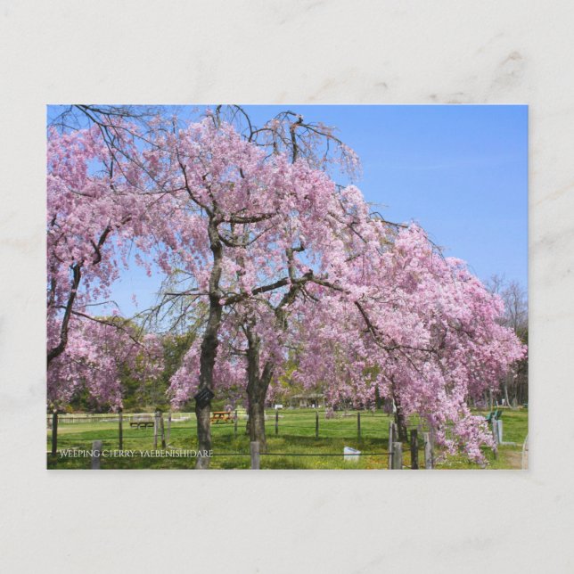 Weeping Cherry(Yaebenishidare) [Postcard] Postcard (Front)