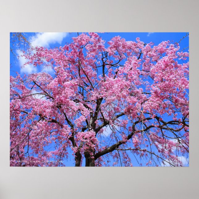 Weeping Cherry: Yaebenishidare Poster (Front)