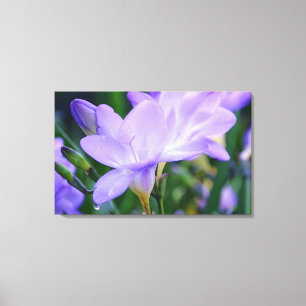 Weeping Freesia Flower Photographic Art Canvas Print
