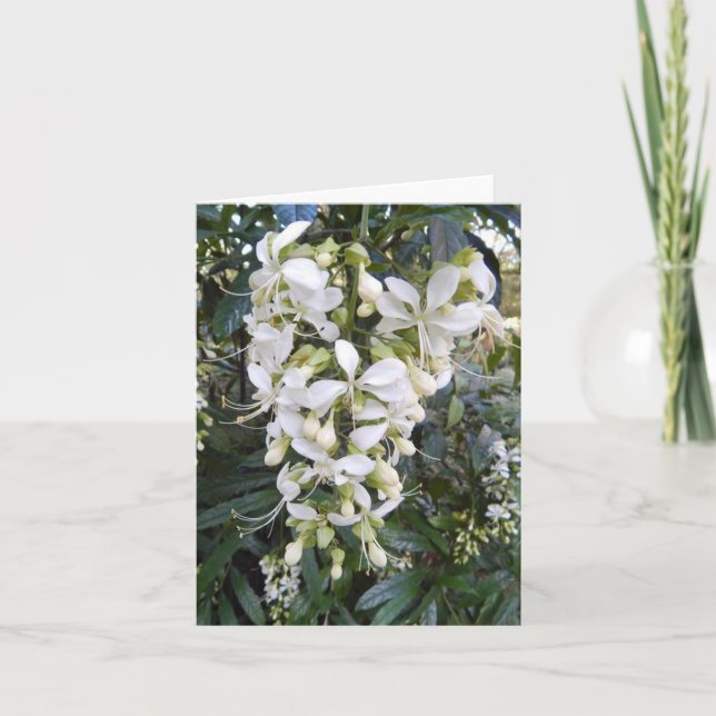Weeping Glorybower Photo Folded Note Card (Front)