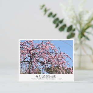 Weeping Plum Blossom ‘Yae-matsurigasa-shidare’ Postcard
