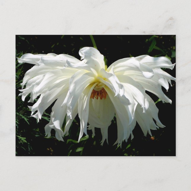 Weeping White Dahlia Postcard (Front)