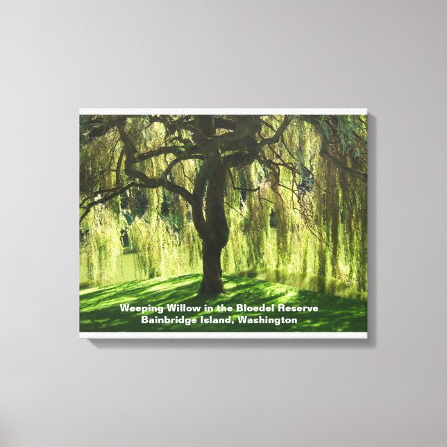 Weeping Willow Bloedel Reserve Bainbridge Island Canvas Print (Front)