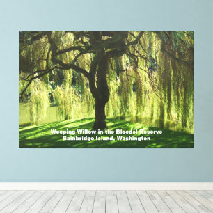 Weeping Willow Bloedel Reserve Bainbridge Island Canvas Print