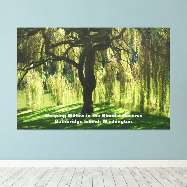 Weeping Willow Bloedel Reserve Bainbridge Island Canvas Print (Insitu(Wood Floor))
