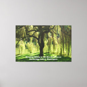 Weeping Willow Bloedel Reserve Bainbridge Island Canvas Print