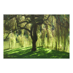 Weeping Willow Bloedel Reserve Bainbridge Island Photo Print