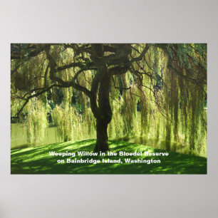 Weeping Willow Bloedel Reserve Bainbridge Island Poster