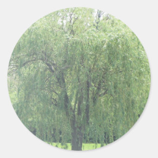 Weeping WIllow Classic Round Sticker