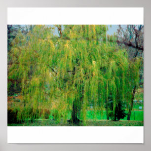 Weeping Willow Poster/Print Poster