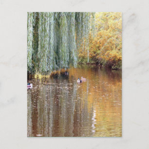 Weeping Willow Reflection Postcard