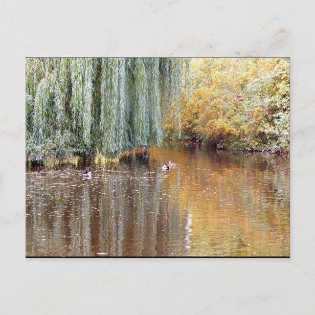 Weeping Willow Reflection Postcard (Front)