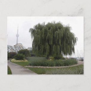 Weeping Willow Toronto Postcard