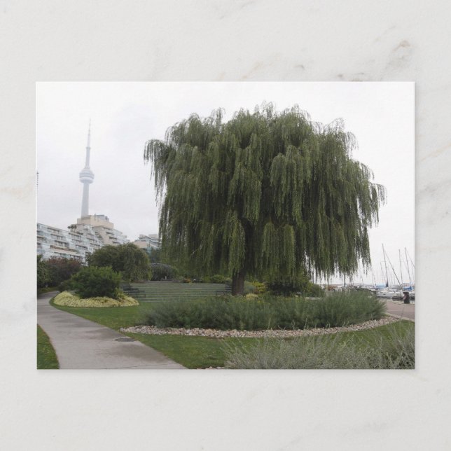 Weeping Willow Toronto Postcard (Front)