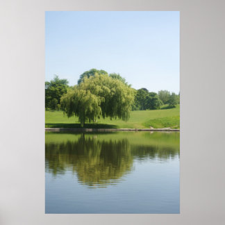 Weeping willow tree posters. poster