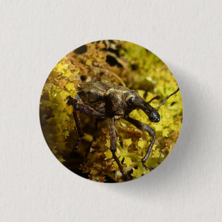 Weevil badge