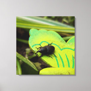 Weevil , Beetles , Curculionoidea , Bug Canvas Print