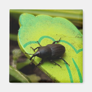 Weevil , Beetles , Curculionoidea , Bug Magnet