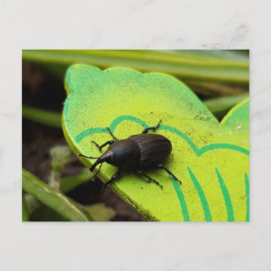 Weevil , Beetles , Curculionoidea , Bug Postcard