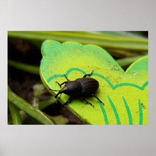 Weevil , Beetles , Curculionoidea , Bug Poster