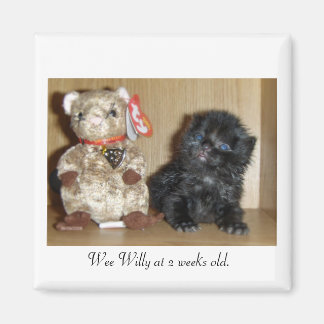 WEEWILLYvs4inchBB-1, Wee Willy at 2 weeks old. Magnet