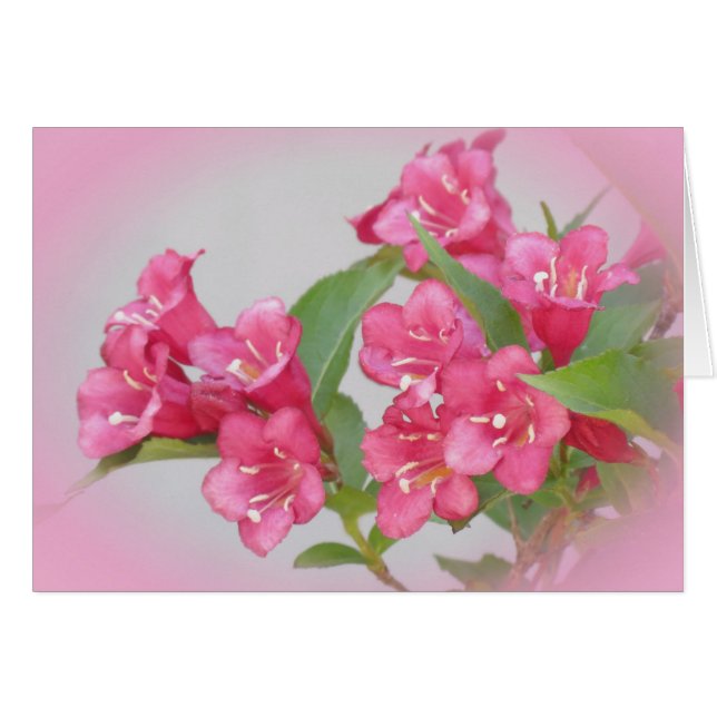 Weigela Blooms (Front Horizontal)
