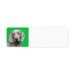 weimaraner 2
