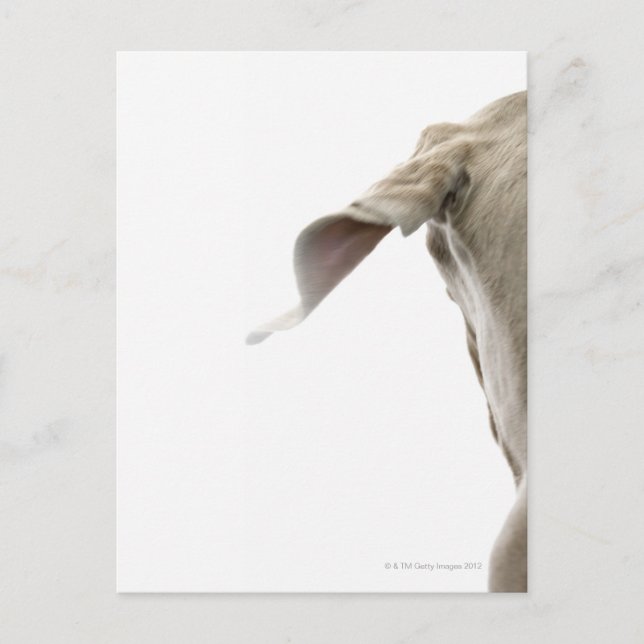 Weimaraner 2 postcard (Front)