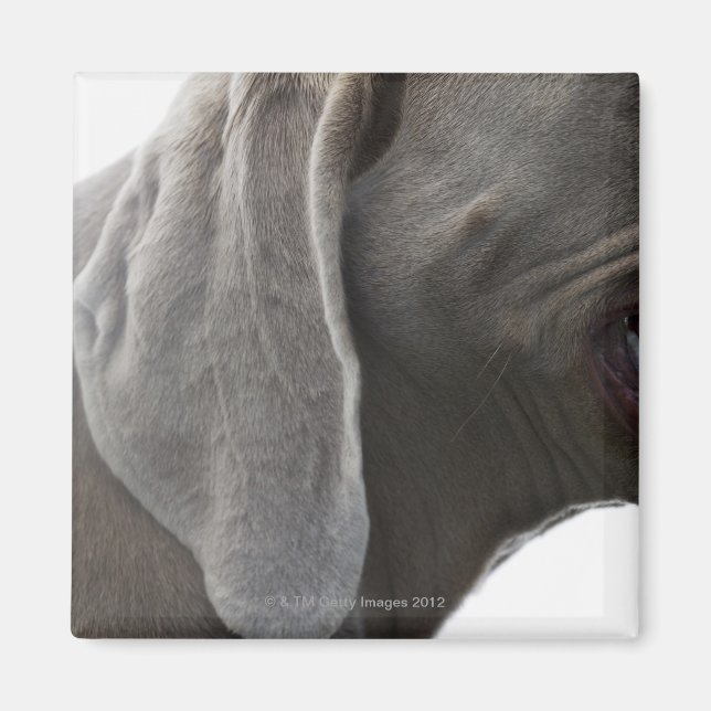 Weimaraner 3 magnet (Front)