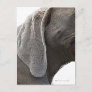 Weimaraner 3 postcard