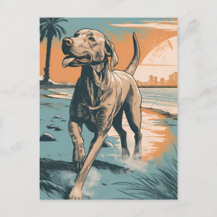 Weimaraner at the beach postcard