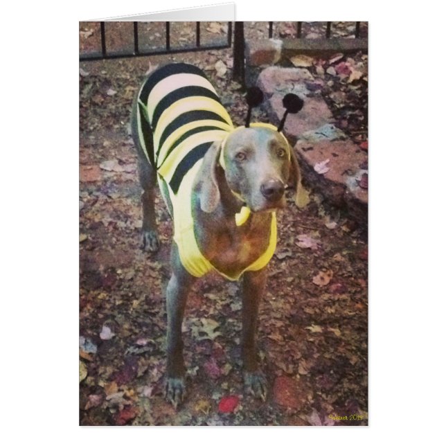 Weimaraner Bumblebee (Front)
