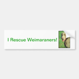 Weimaraner Bumper Sticker