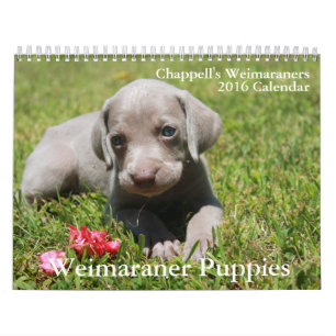 Weimaraner Calendar