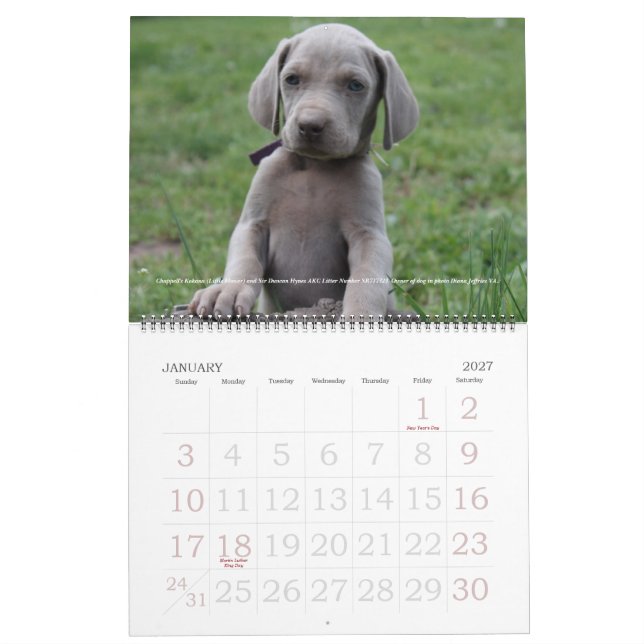 Weimaraner Calendar 1 (Jan 2027)