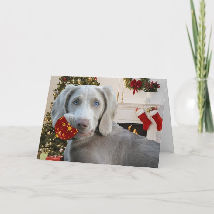 Weimaraner Christmas Cards 