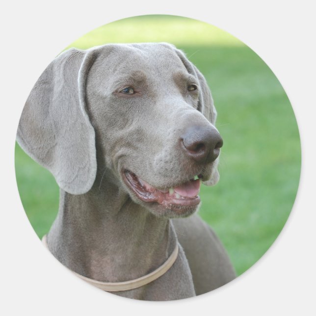 Weimaraner Classic Round Sticker (Front)