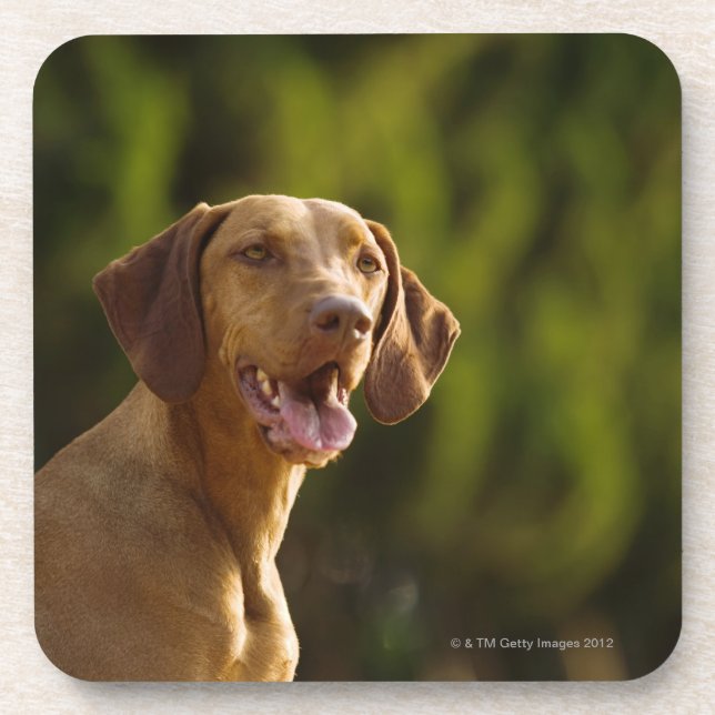 Weimaraner Coaster (Front)
