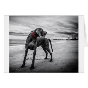 Weimaraner Dog