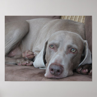 weimaraner dog beautiful photo poster print