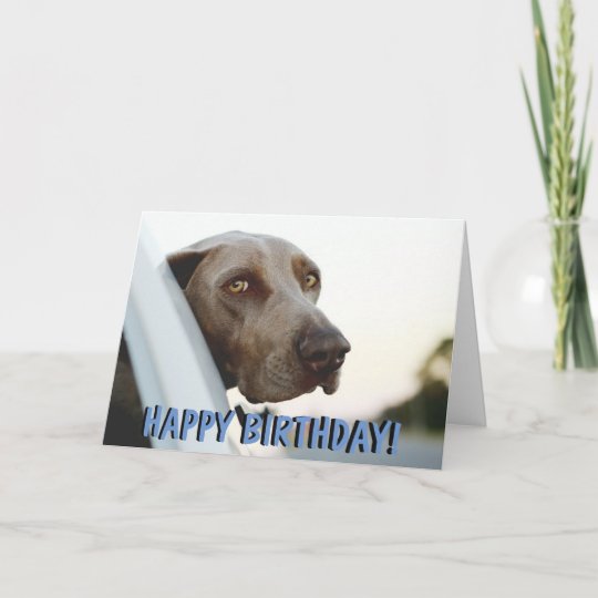 happy birthday weimaraner